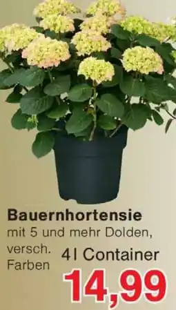 Wiglo Wunderland Bauernhortensie Angebot
