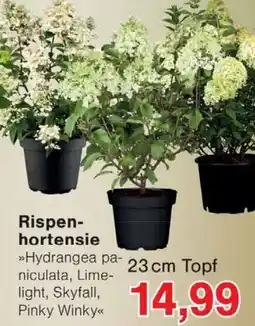 Wiglo Wunderland Rispenhortensie »Hydrangea paniculata, Lime-light, Skyfall, Pinky Winky« Angebot