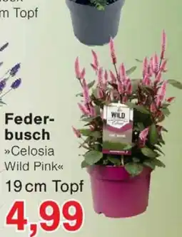 Wiglo Wunderland Federbusch »Celosia Wild Pink« Angebot