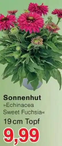 Wiglo Wunderland Sonnenhut »Echinacea Sweet Fuchsia« Angebot
