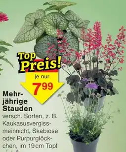 Wiglo Wunderland Mehr-jährige Stauden Angebot
