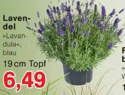Wiglo Wunderland Lavendel »Lavandula«, blau Angebot