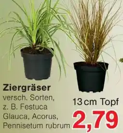 Wiglo Wunderland Ziergräser Angebot