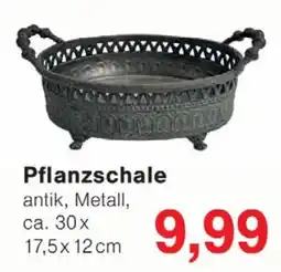 Wiglo Wunderland Pflanzschale Angebot