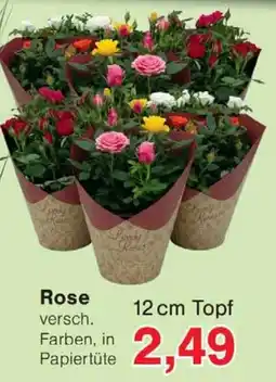 Wiglo Wunderland Rose Lovely Roses Angebot