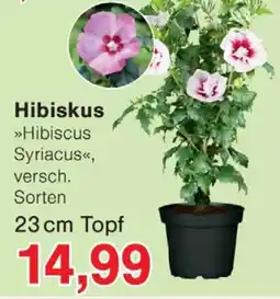 Wiglo Wunderland Hibiskus Hibiscus Syriacus Angebot