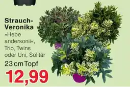 Wiglo Wunderland Strauch-Veronika »Hebe andersonii«, Trio, Twins oder Uni, Solitär Angebot