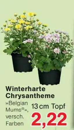 Wiglo Wunderland Winterharte Chrysantheme »Belgian Mums®« Angebot