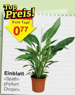 Wiglo Wunderland Einblatt »Spathiphyllum Chopin« Angebot