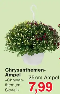 Wiglo Wunderland Chrysanthemen-Ampel »Chrysanthemum Skyfall« Angebot