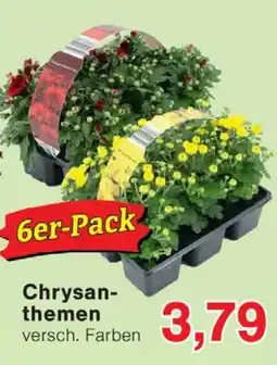 Wiglo Wunderland Chrysanthemen Angebot