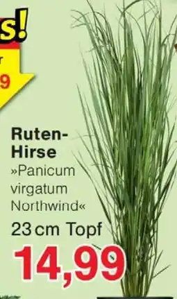 Wiglo Wunderland Ruten-Hirse »Panicum virgatum Northwind« Angebot