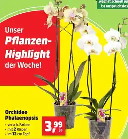 Thomas Philipps Orchidee Phalaenopsis Angebot