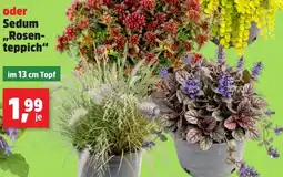 Thomas Philipps Sedum „Rosen-teppich“ Angebot