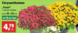 Thomas Philipps Chrysanthemen "Kugel" Angebot