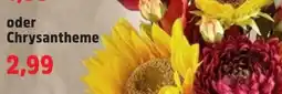 Thomas Philipps Chrysantheme Angebot