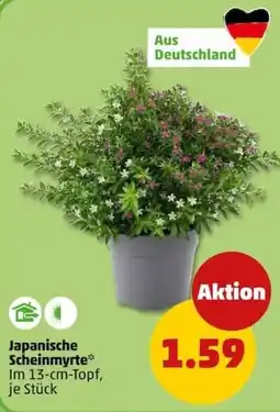PENNY Japanische Scheinmyrte Angebot