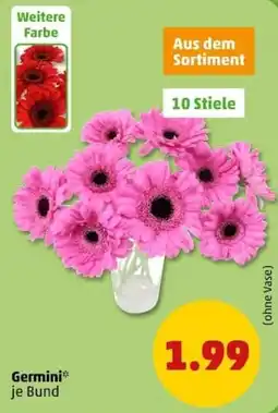 PENNY Germini Gerbera Angebot