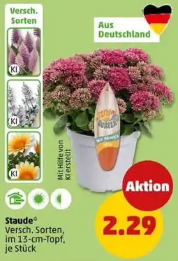 PENNY SUNNIE WURZER Angebot