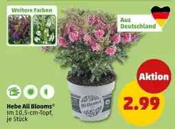 PENNY Hebe All Blooms* Angebot