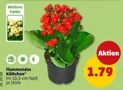 PENNY Flammendes Käthchen Angebot