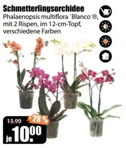 V Baumarkt Phalaenopsis multiflora 'Blanco' Angebot
