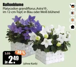 V Baumarkt Ballonblume Platycodon grandiflorus,Astra'® Angebot
