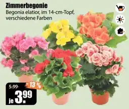 V Baumarkt Begonia elatior Angebot