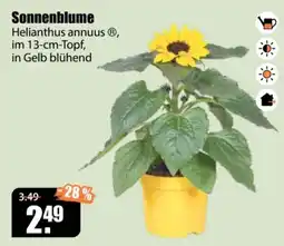 V Baumarkt Sonnenblume Helianthus annuus® Angebot