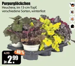 V Baumarkt Purpurglöckchen Heuchera Angebot