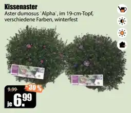 V Baumarkt Kissenaster Angebot