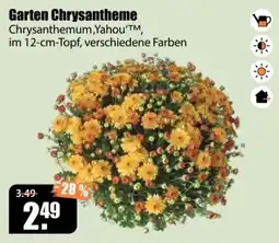 V Baumarkt Garten Chrysantheme Chrysanthemum,Yahou'™ Angebot