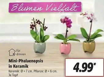 Lidl Mini-Phalaenopsis In Keramik Angebot