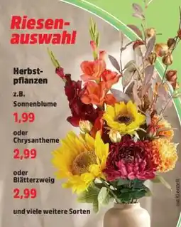 Thomas Philipps Herbstpflanzen Angebot