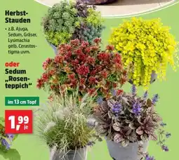 Thomas Philipps Herbst-Stauden oder Sedum „Rosenteppich“ Angebot