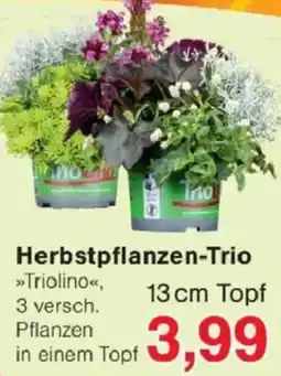 Jawoll Herbstpflanzen-Trio »Triolino« Angebot