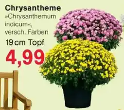 Jawoll Chrysanthemum indicum Angebot