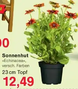 Jawoll Sonnenhut »Echinacea« Angebot