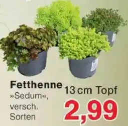 Jawoll Fetthenne »Sedum« Angebot