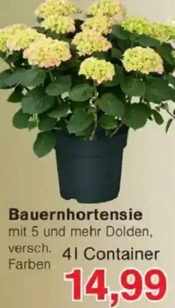 Jawoll Bauernhortensie Angebot