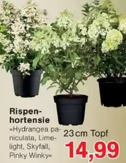 Jawoll Rispenhortensie »Hydrangea paniculata, Lime-light, Skyfall, Pinky Winky« Angebot
