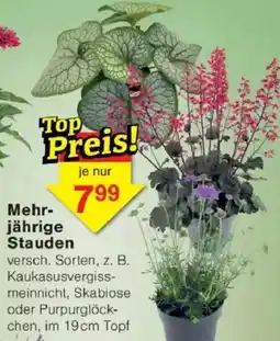 Jawoll Mehr-jährige Stauden Angebot