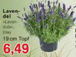 Jawoll Lavendel »Lavandula«, blau Angebot