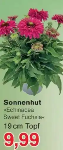 Jawoll Sonnenhut »Echinacea Sweet Fuchsia« Angebot