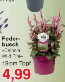 Jawoll Federbusch »Celosia Wild Pink« Angebot