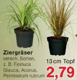Jawoll Ziergräser Angebot