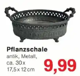 Jawoll Pflanzschale Angebot