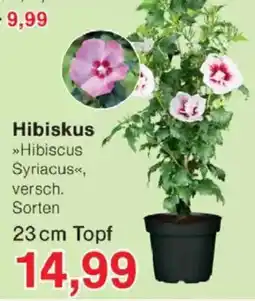 Jawoll Hibiskus Angebot