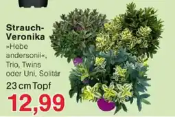 Jawoll Strauch-Veronika »Hebe andersonii« Angebot