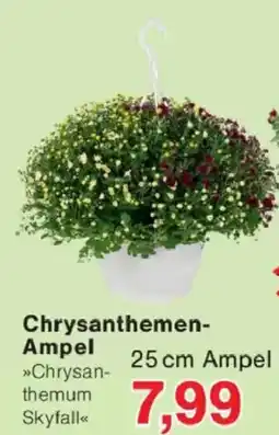 Jawoll Chrysanthemen-Ampel »Chrysanthemum Skyfall« Angebot
